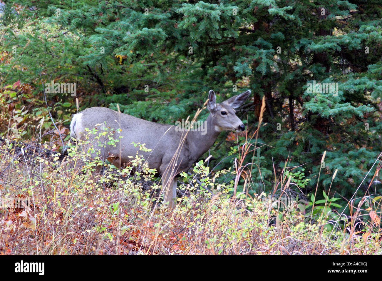 Le cerf mulet, le parc national de Yellowstone, Wyoming Banque D'Images