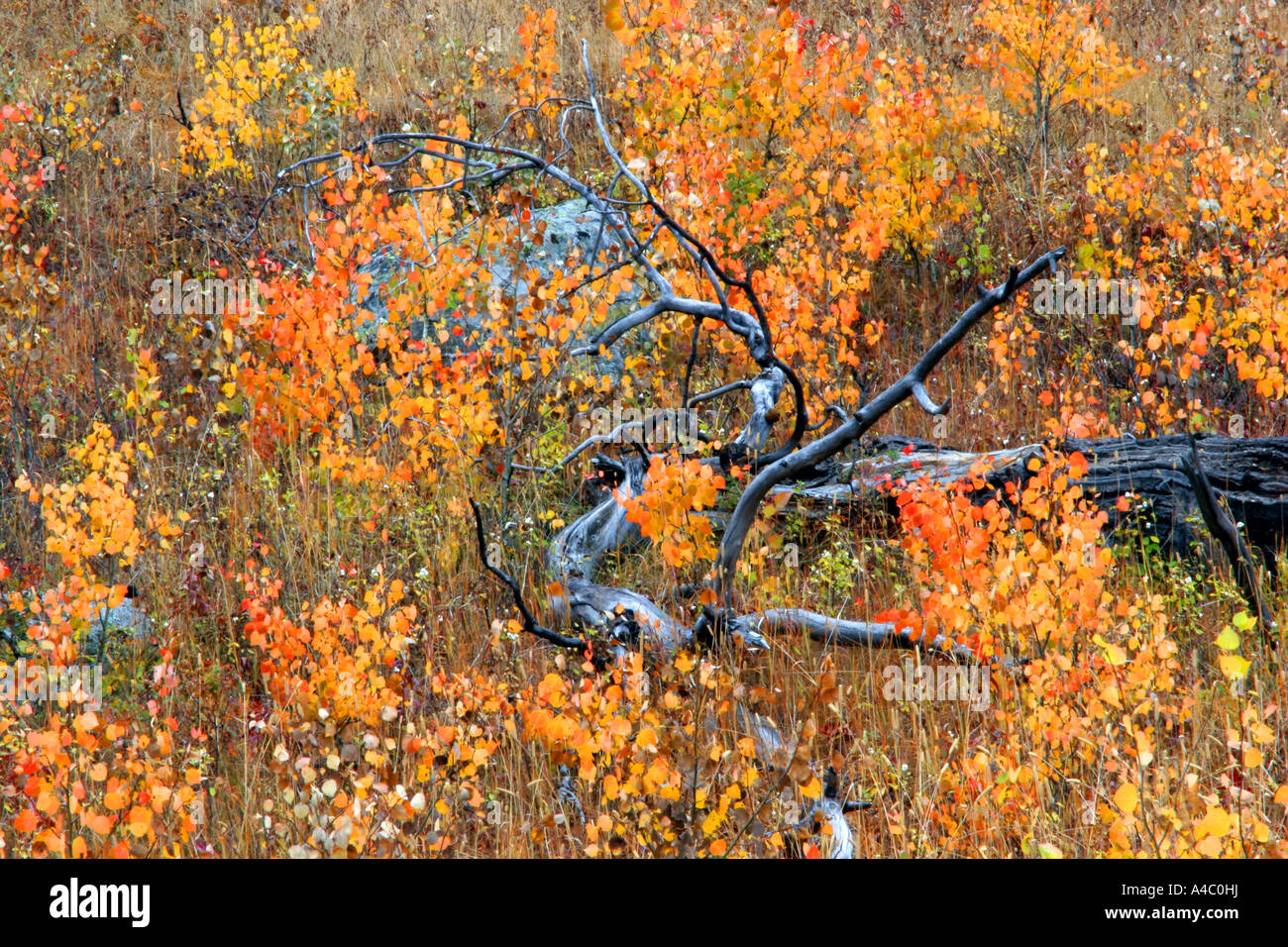 Couleurs d'automne, le parc national de Yellowstone, Wyoming Banque D'Images