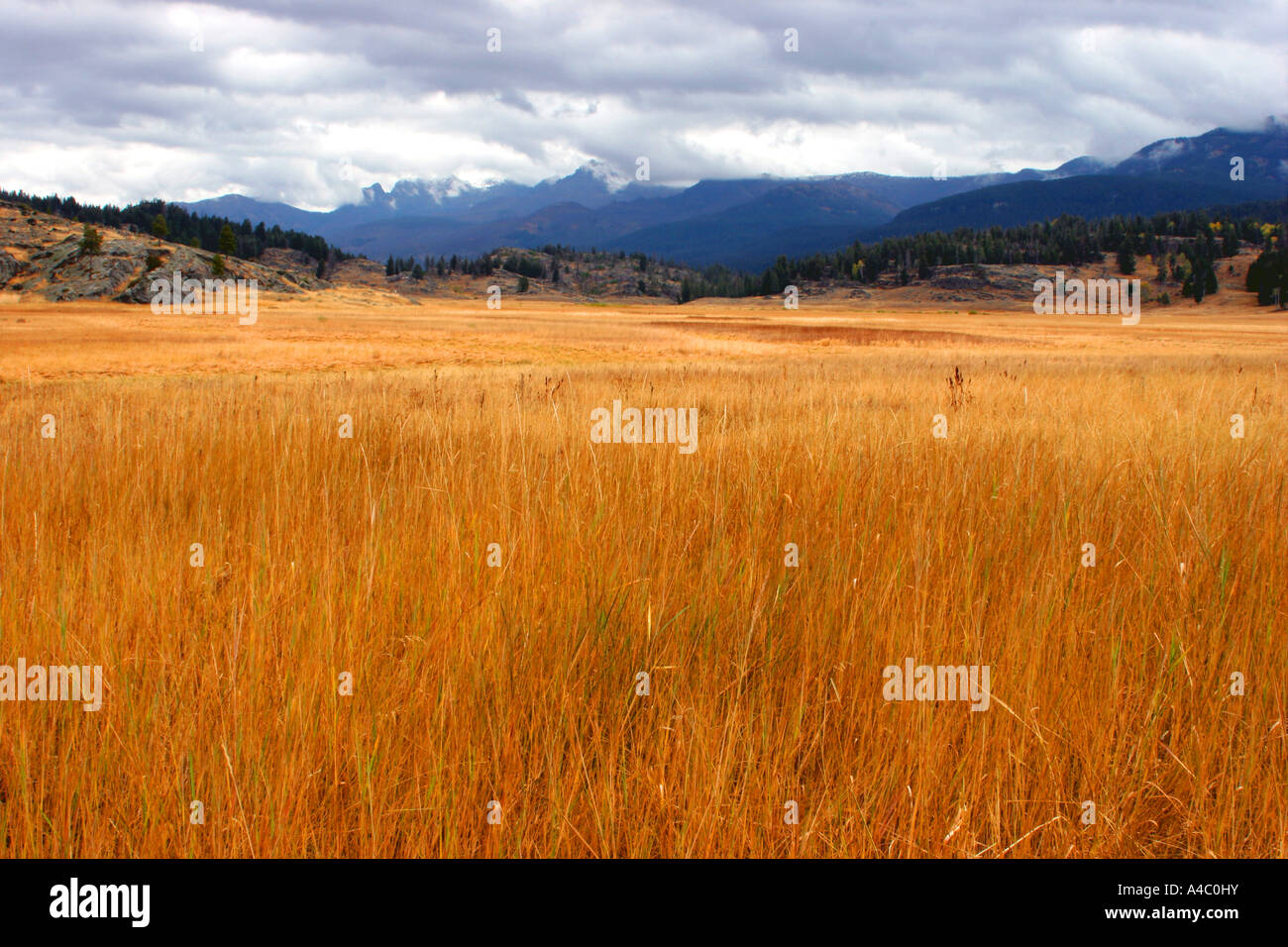 Prairie près de slough creek, parc national de Yellowstone, Wyoming Banque D'Images