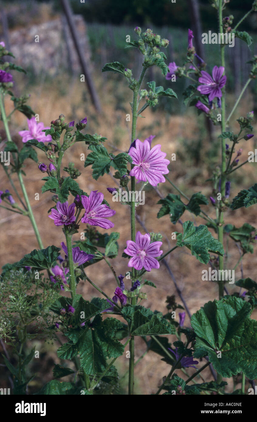 Malva sylvestris mauve commune en fleur Banque D'Images