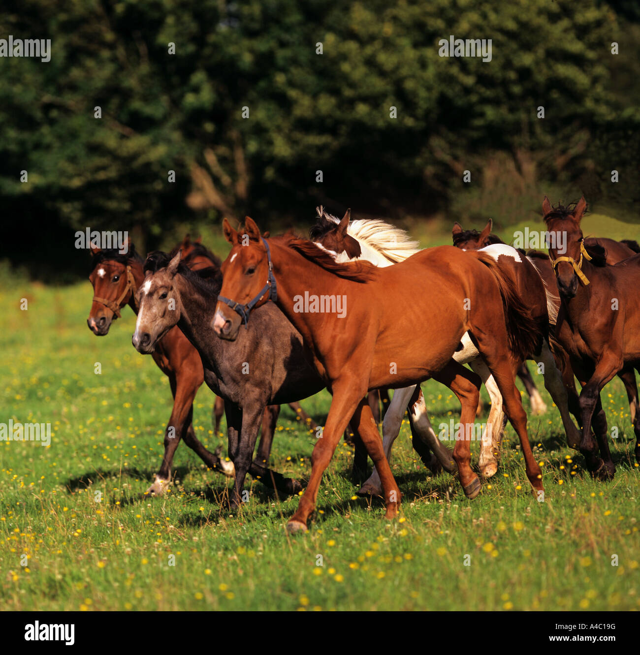 Les jeunes chevaux de trait irlandais on meadow Banque D'Images