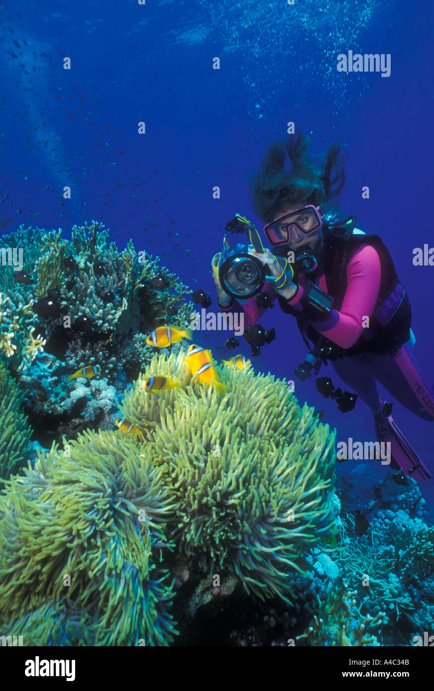 Un plongeur femelle prend une photo d'un poisson clown AMPHIPRION BICINCTUS DEUX BANDES Banque D'Images