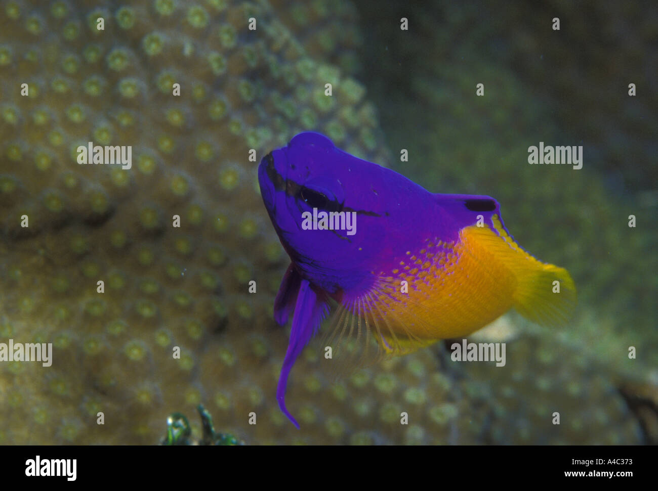 FAIRY BASSLET GRAMMA LORETO Banque D'Images