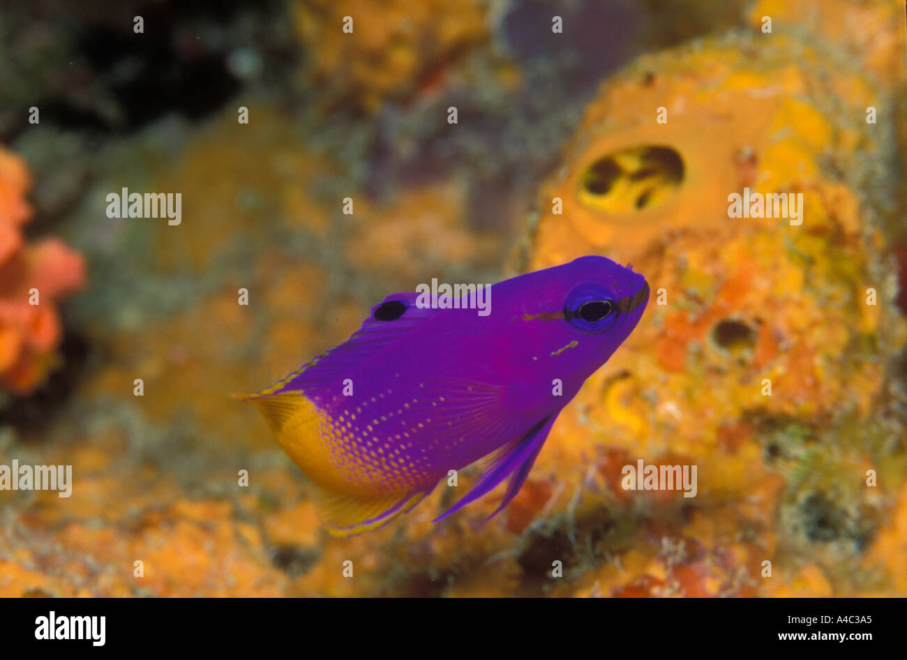 FAIRY BASSLET GRAMMA LORETO Banque D'Images