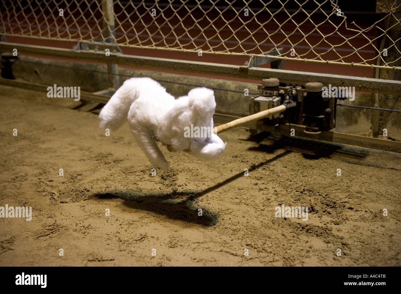 Greyhound Racing Mechanic Rabbit Racetrack Bunny Canidrome Greyhound Racing Stadium Macau Photo Stock ...