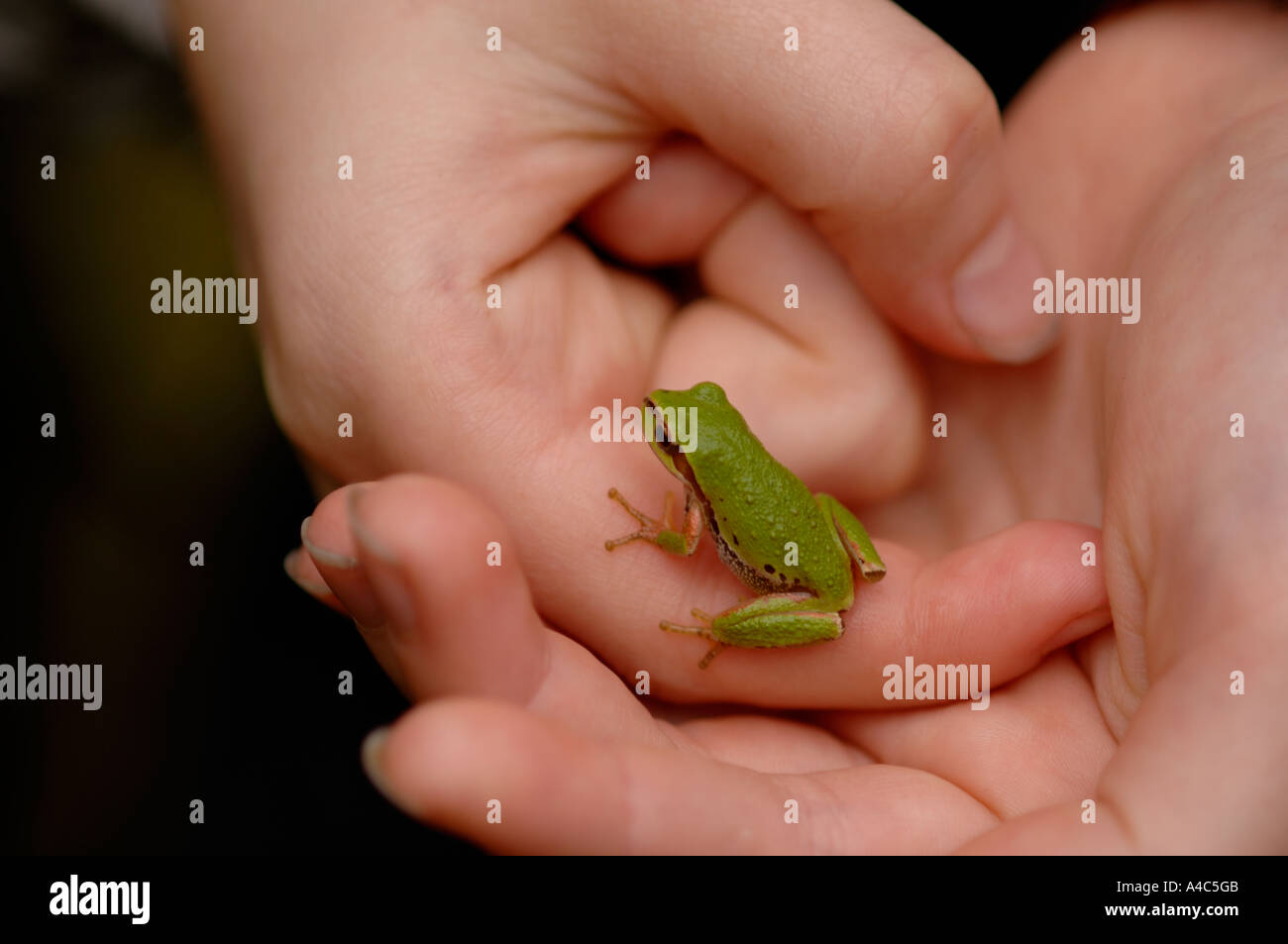 Close up of hands holding enfant vert petite rainette du Pacifique Pseudacris Hylidae rainette Hyla regilla Banque D'Images