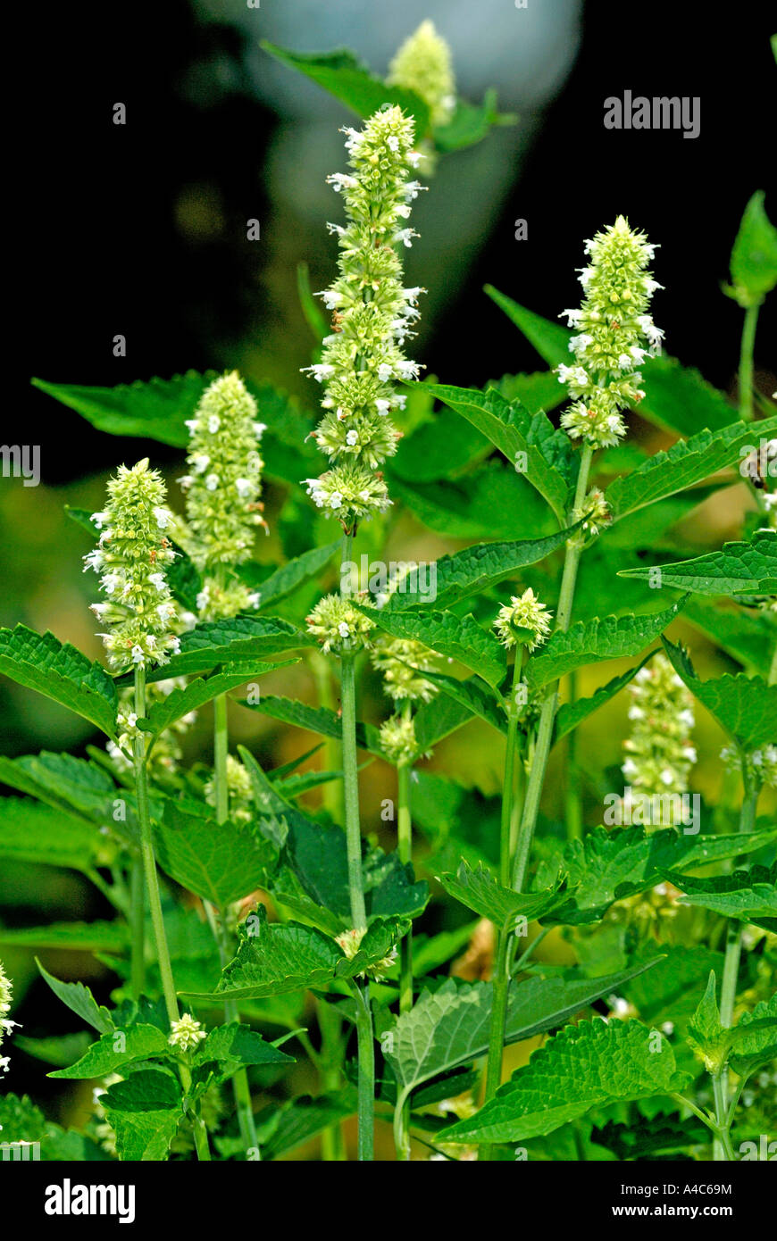 Anise Hyssop (Agastache foeniculum), variété : l'albâtre, la floraison. Allemagne Août Banque D'Images