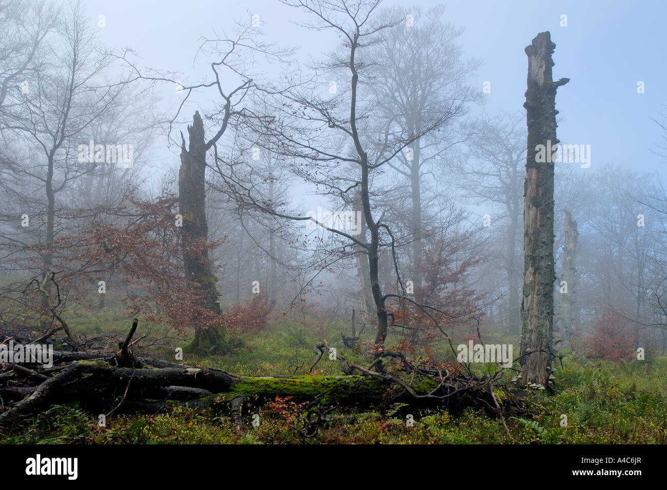 Le hêtre commun (Fagus sylvatica). Forêt de hêtres dans le brouillard. Banque D'Images