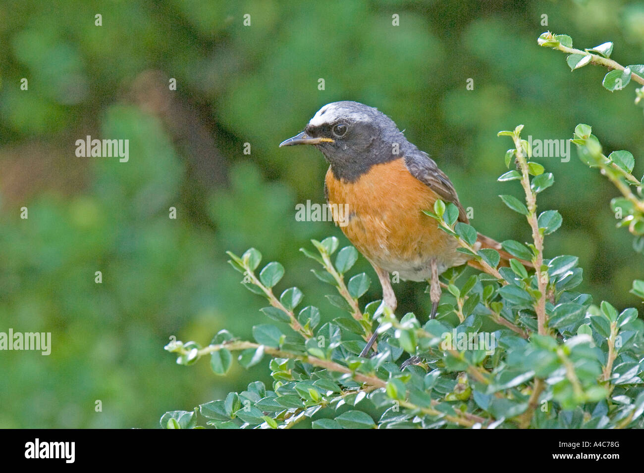 Phoenicurus phoenicurus (commune), homme perché on twig Banque D'Images