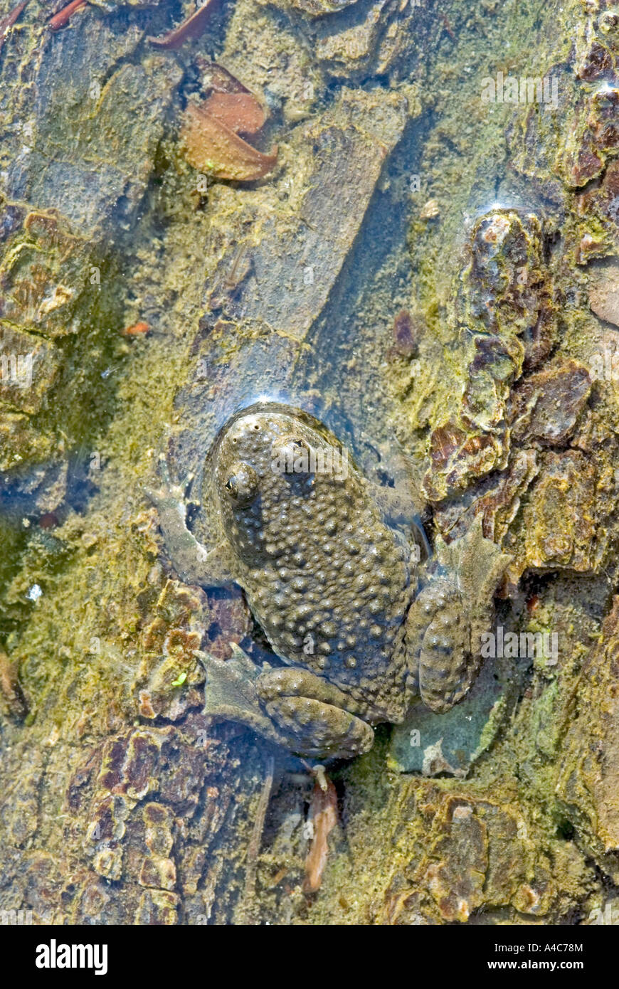 Crapaud à ventre jaune, Crapaud Yellowbelly, varié Fire Toad (Bombina variegata) dans l'eau peu profonde Banque D'Images