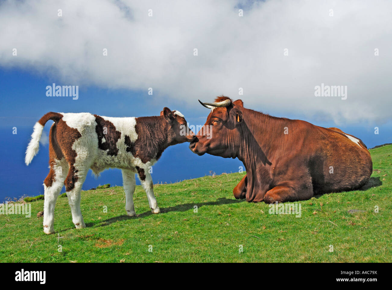 Les bovins domestiques (Bos primigenius, Bos taurus) Vache et son veau sur l'Alpage Banque D'Images