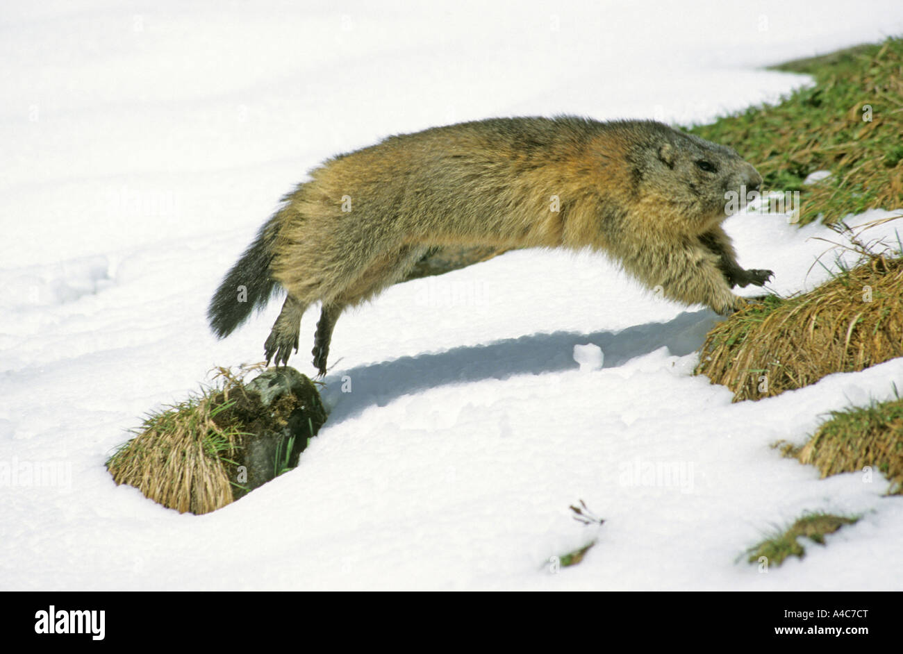 Marmotte des Alpes (Marmota marmota) sauter dans la neige. Banque D'Images