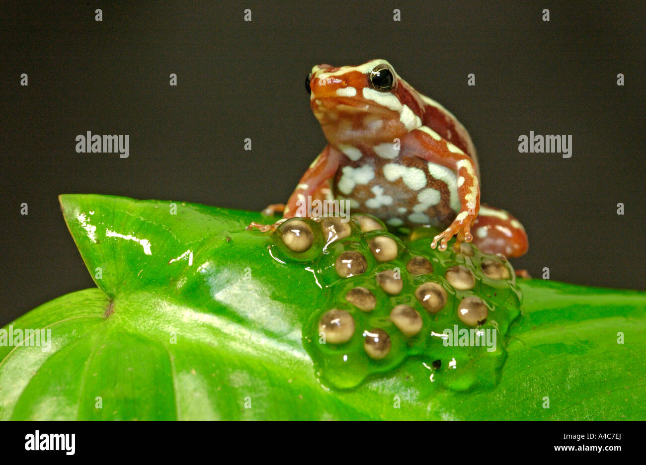 Le phare poison dart frog garde ses œufs (Epipedobates tricolor) Banque D'Images