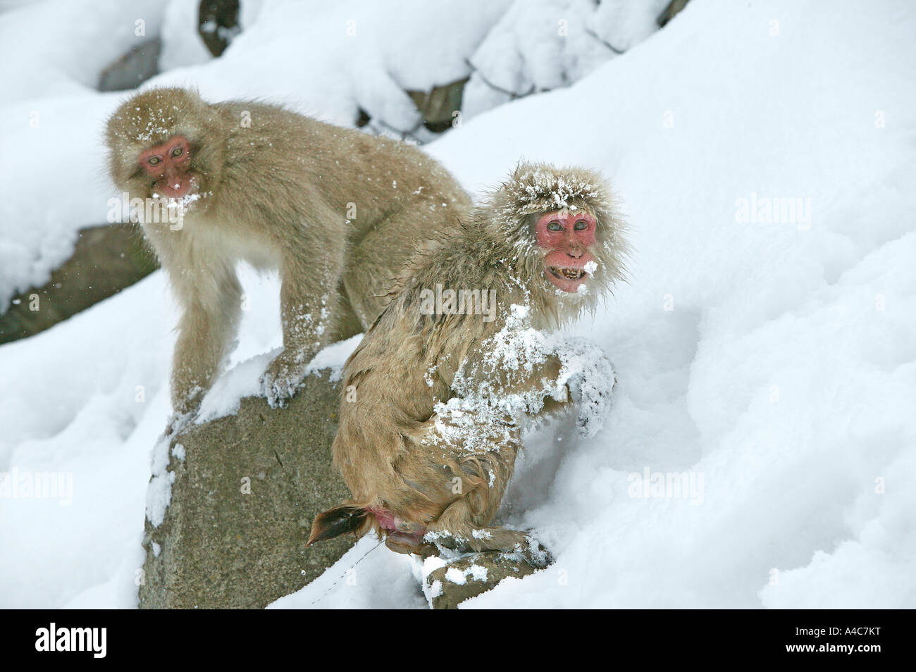 Macaque japonais, Snow Monkey (Macaca fuscata), deux individus sur la neige. Banque D'Images