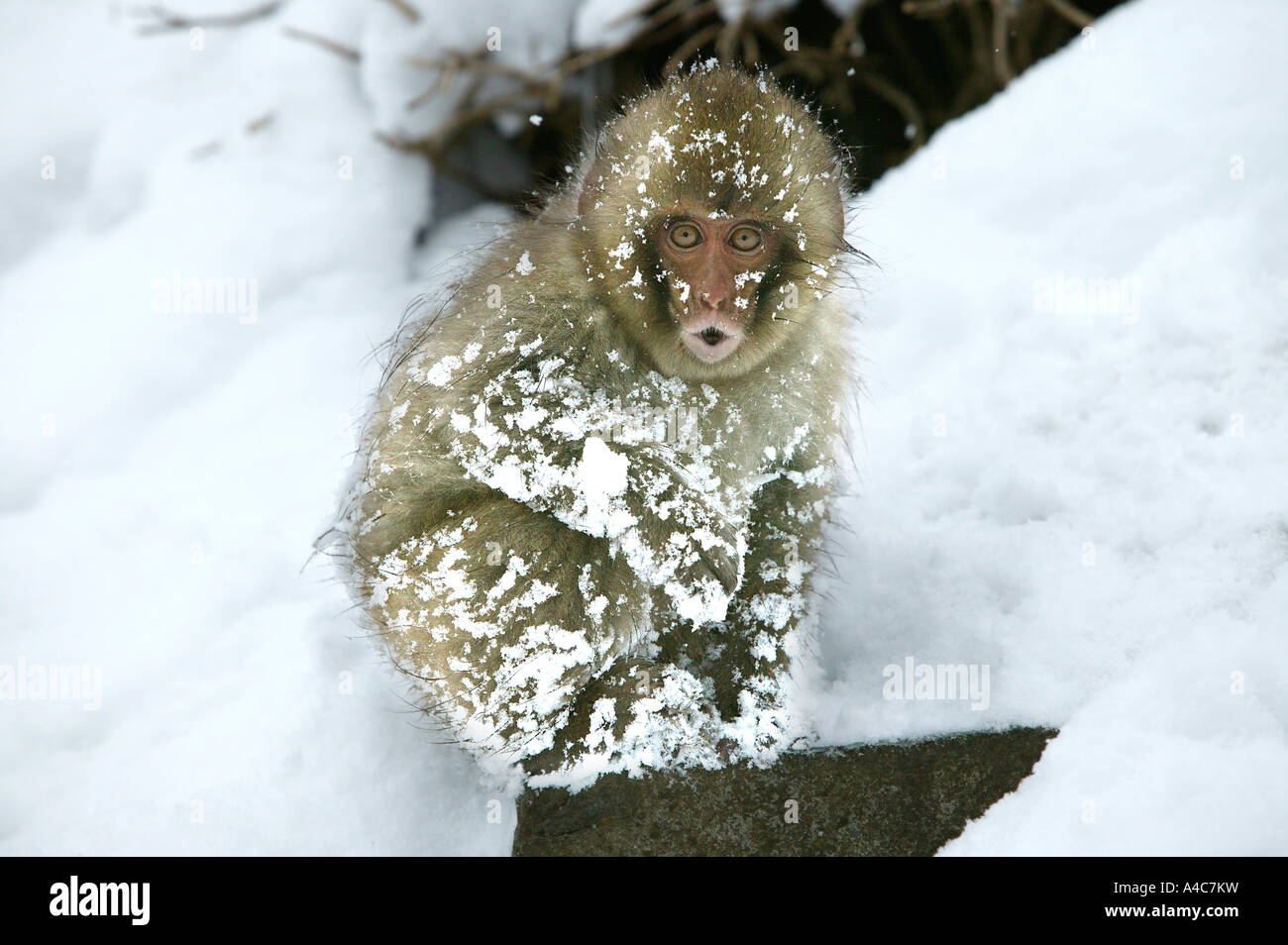Macaque japonais, Snow Monkey (Macaca fuscata), les jeunes sur la neige. Banque D'Images