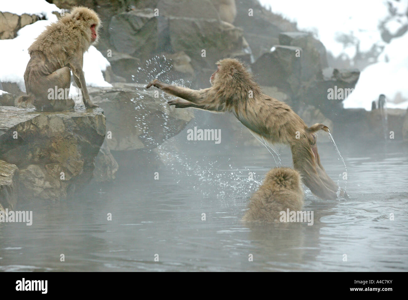 Macaque japonais, Snow Monkey (Macaca fuscata) sautant de piscine chaude. Banque D'Images
