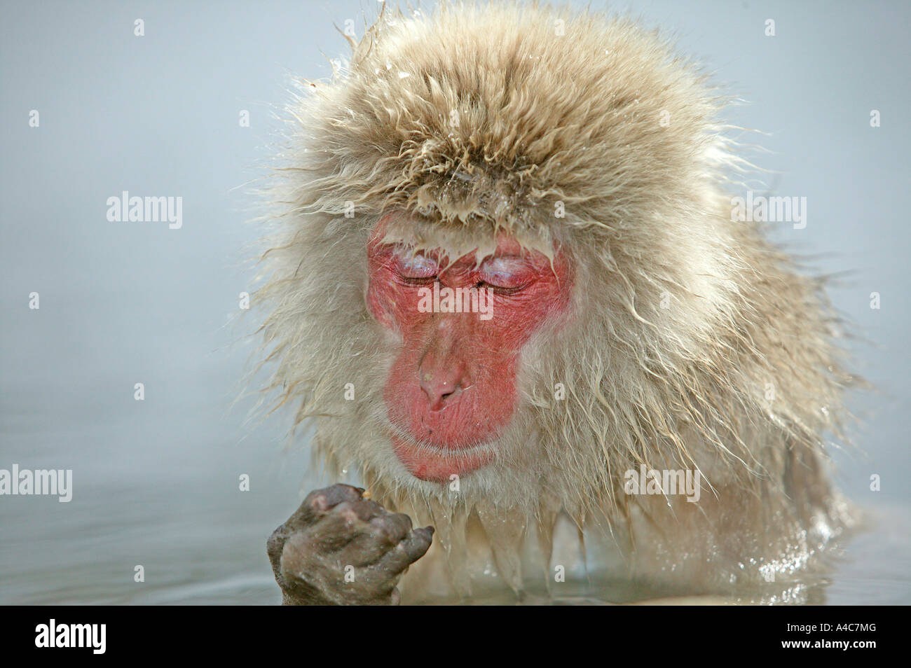 Macaque japonais, Snow Monkey (Macaca fuscata) dans la piscine chaude. Banque D'Images