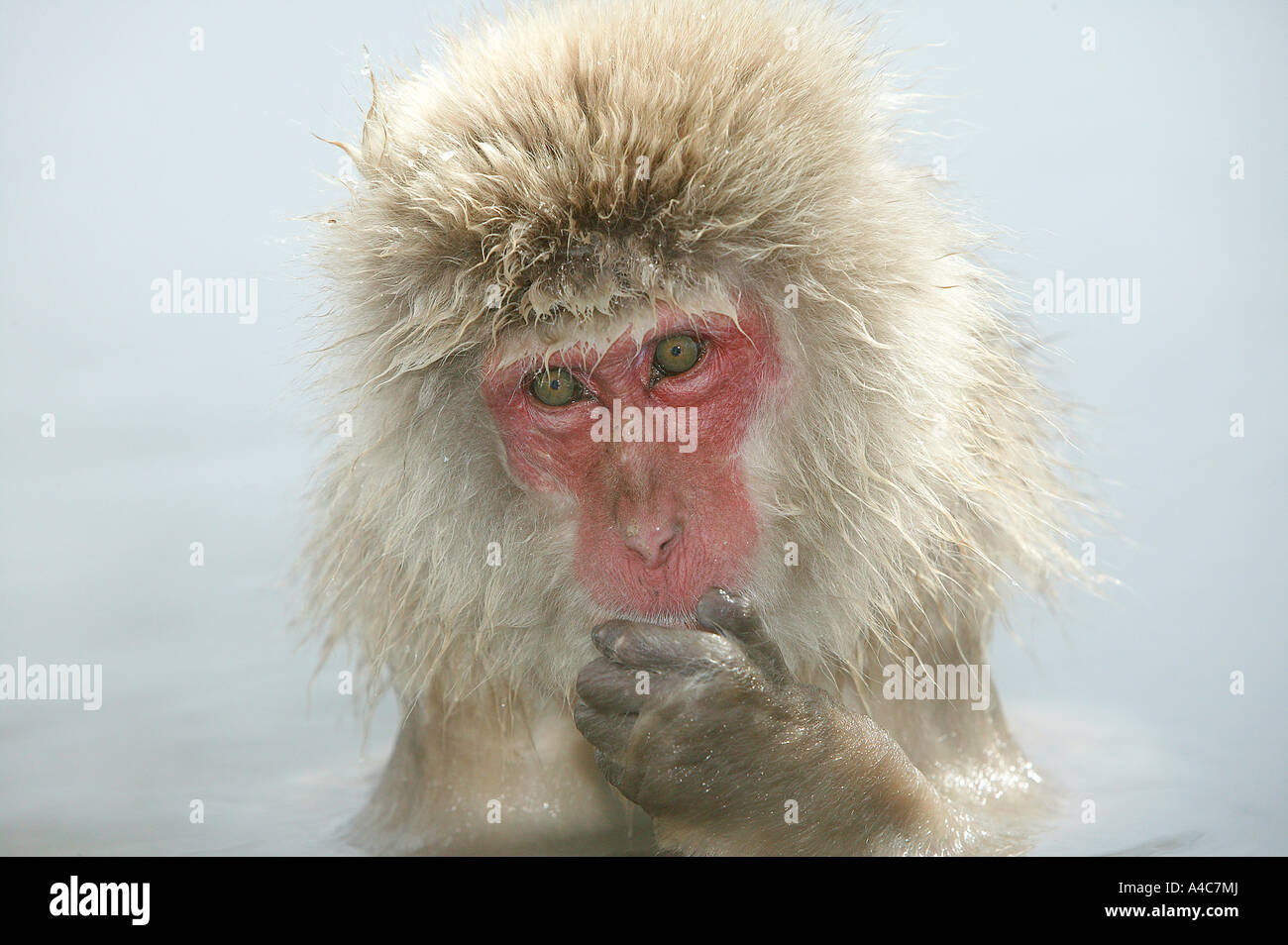 Macaque japonais, Snow Monkey (Macaca fuscata) dans la piscine chaude. Le Japon Janvier Banque D'Images