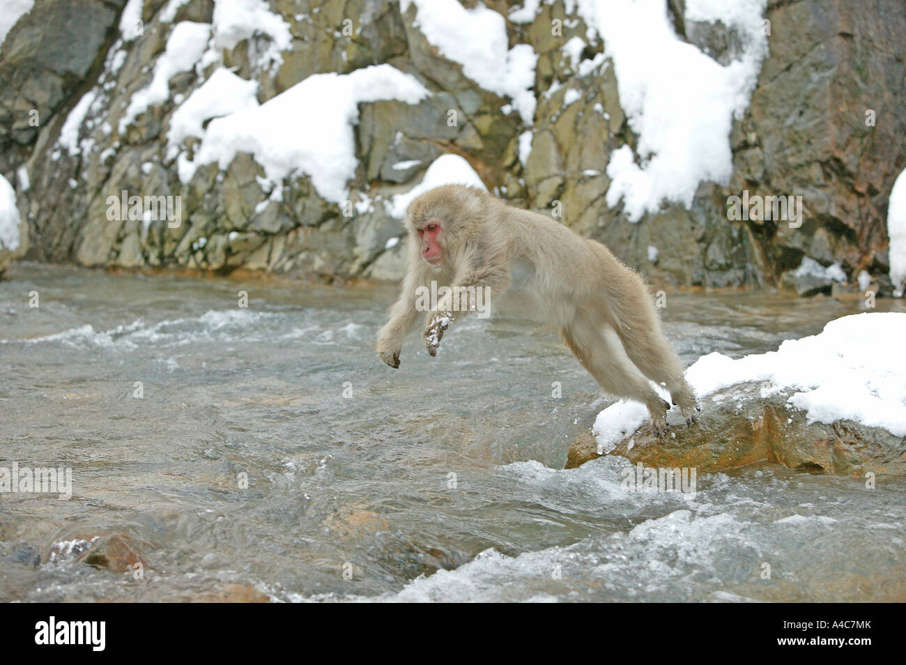 Macaque japonais, Snow Monkey (Macaca fuscata) sautant au dessus d'un ruisseau. Le Japon Janvier Banque D'Images