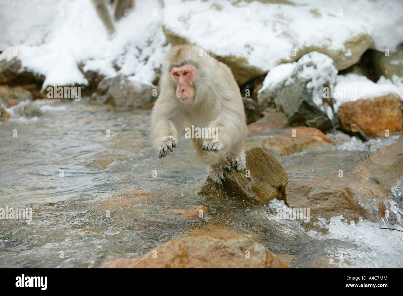 Macaque japonais, Snow Monkey (Macaca fuscata) sautant au dessus d'un ruisseau. Le Japon Janvier Banque D'Images