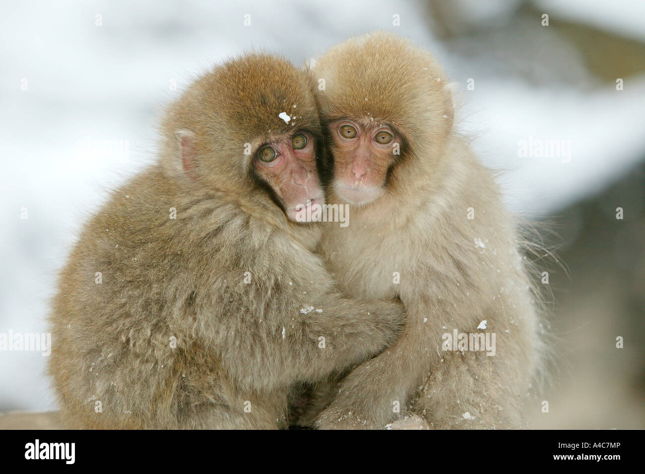 Macaque japonais, Snow Monkey (Macaca fuscata), deux jeunes. Banque D'Images