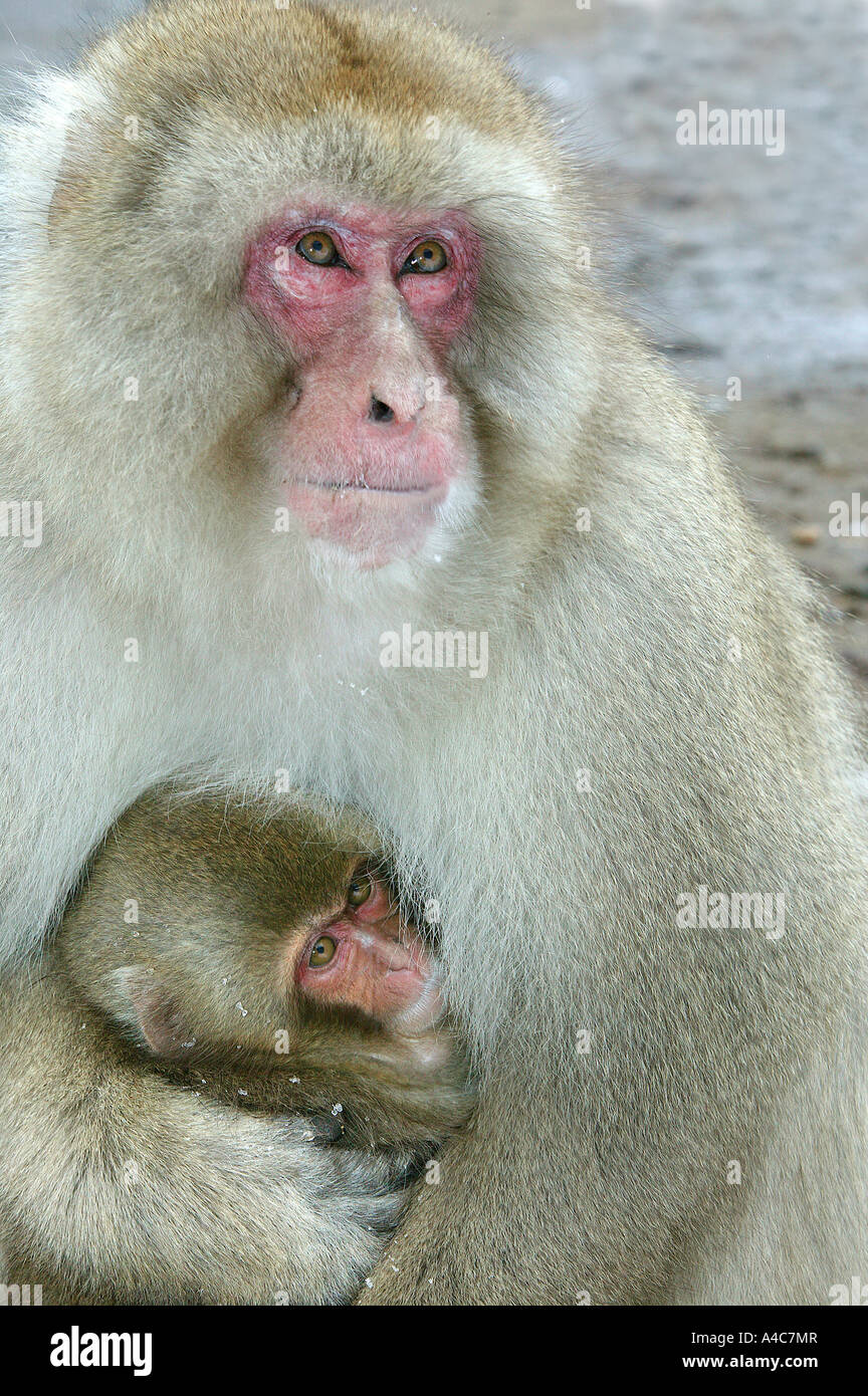 Macaque japonais, Snow Monkey (Macaca fuscata), la mère avec les jeunes sur la neige. Banque D'Images
