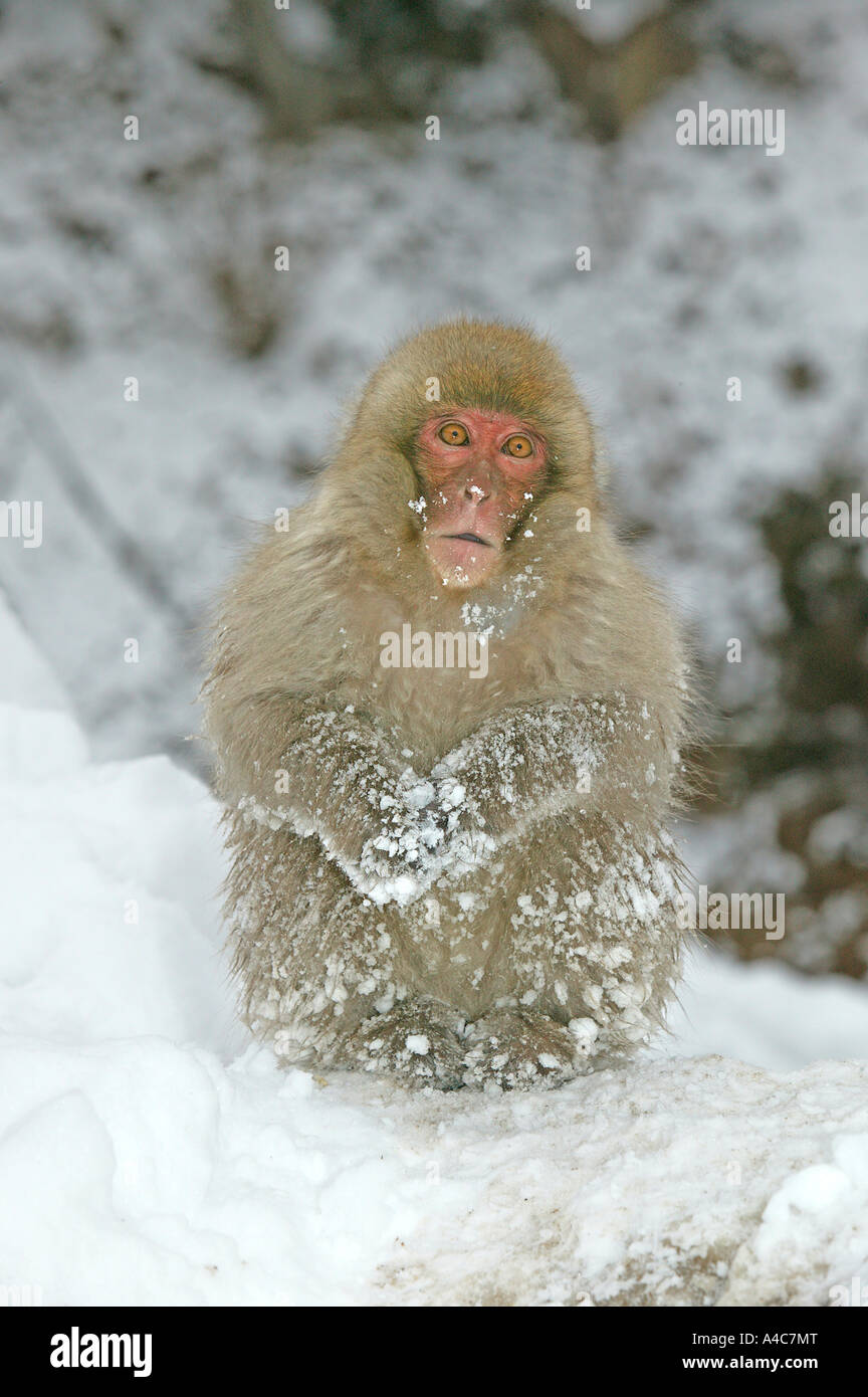 Macaque japonais, Snow Monkey (Macaca fuscata) les jeunes sur la neige. Banque D'Images