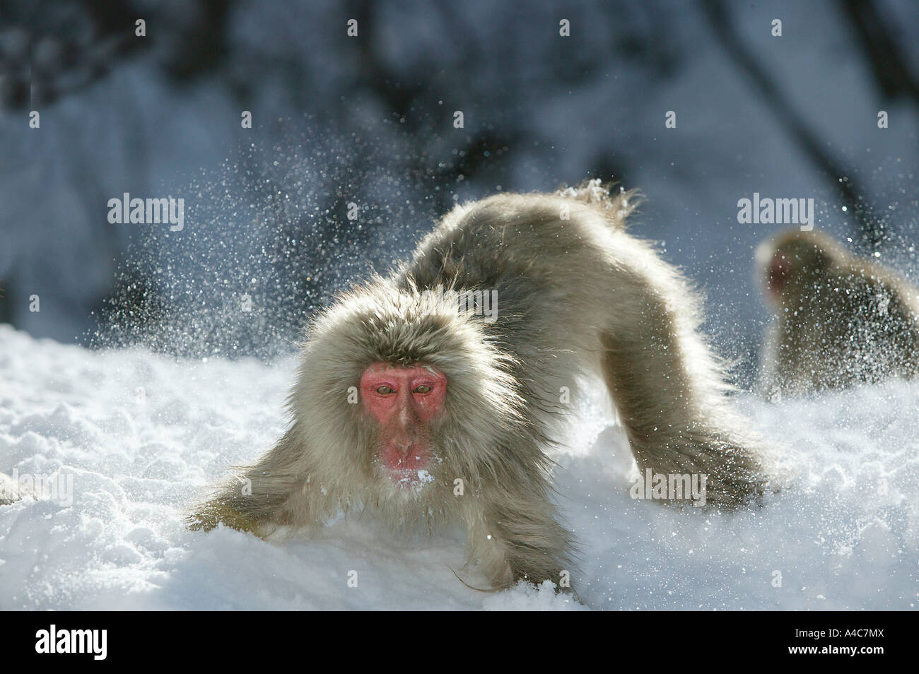 Macaque japonais, Snow Monkey (Macaca fuscata) à la recherche de nourriture dans la neige. Banque D'Images