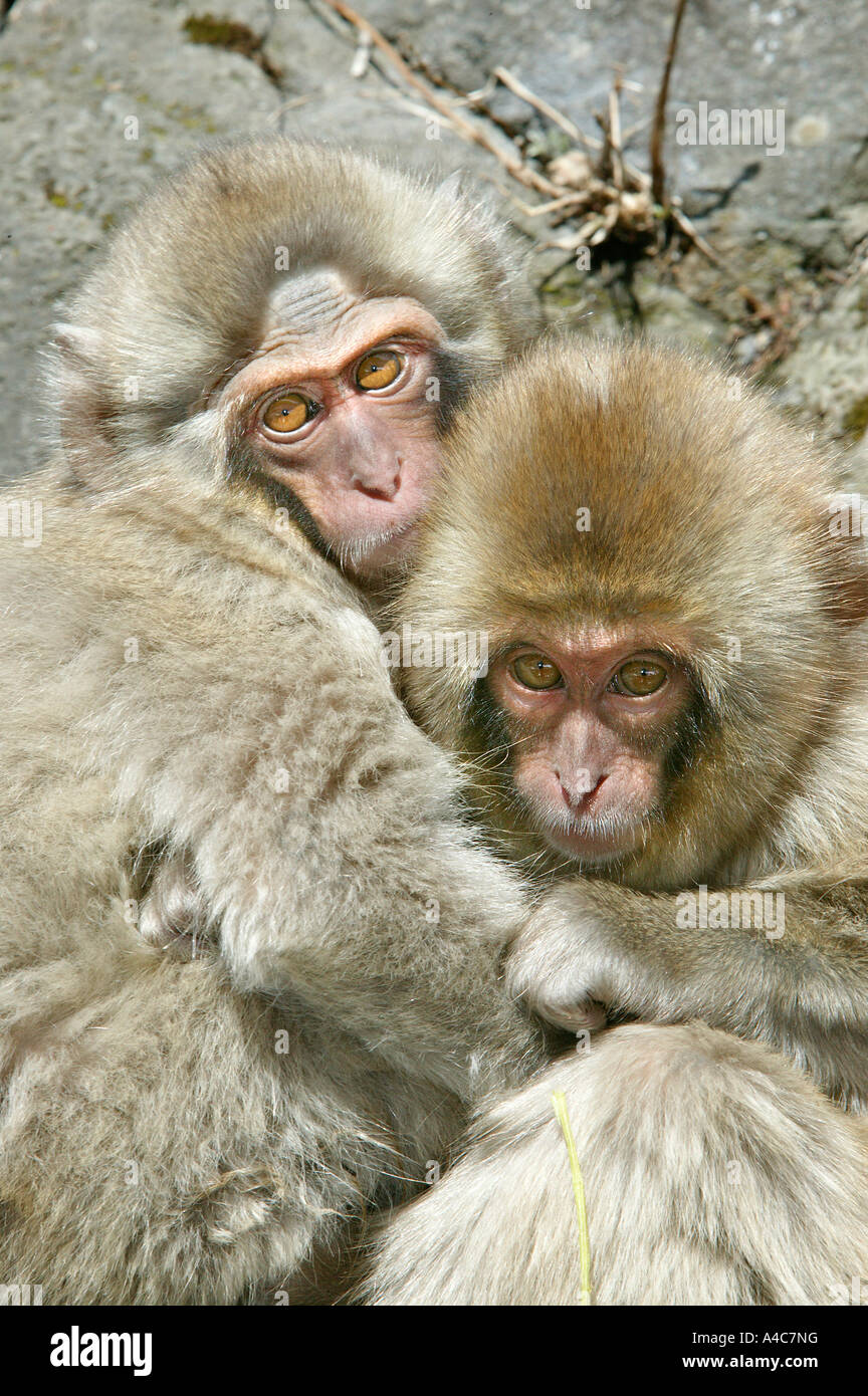 Macaque japonais, Snow Monkey (Macaca fuscata), deux jeunes. Le Japon Janvier Banque D'Images