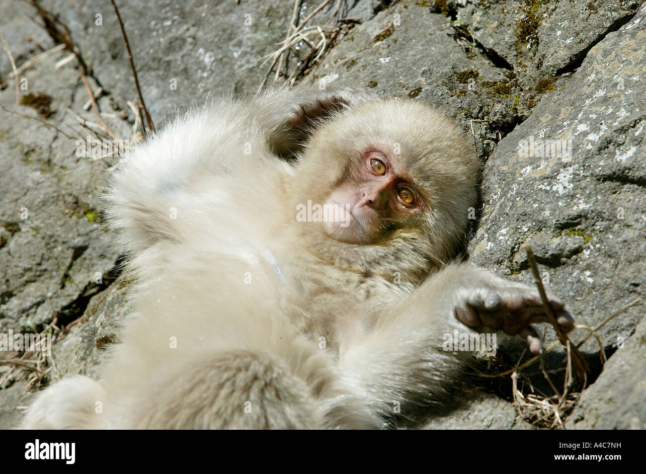 Macaque japonais, Snow Monkey (Macaca fuscata), les jeunes se trouvant sur la roche. Banque D'Images
