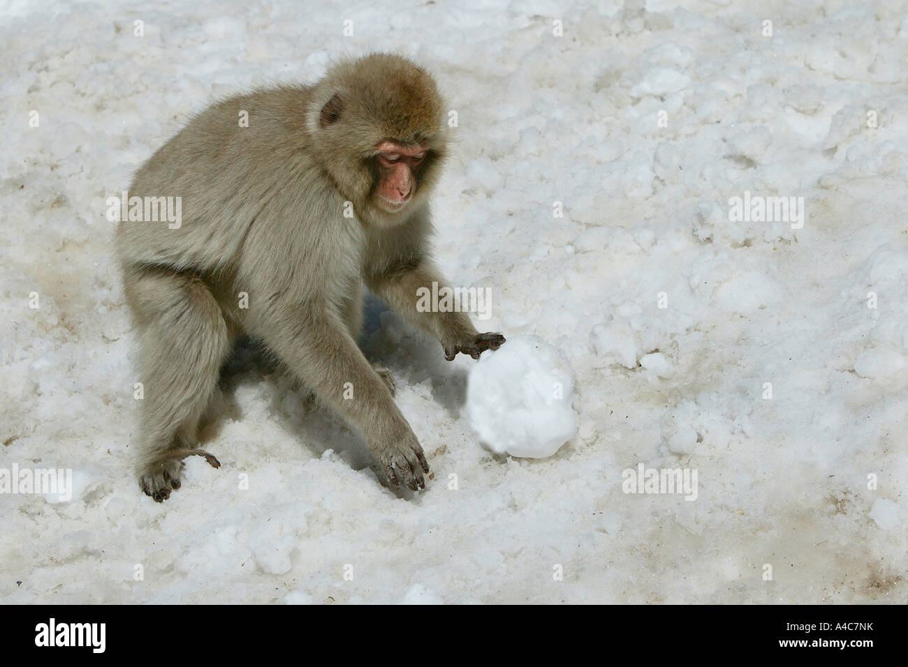 Macaque japonais, Snow Monkey (Macaca fuscata), les jeunes de faire une boule de neige. Banque D'Images