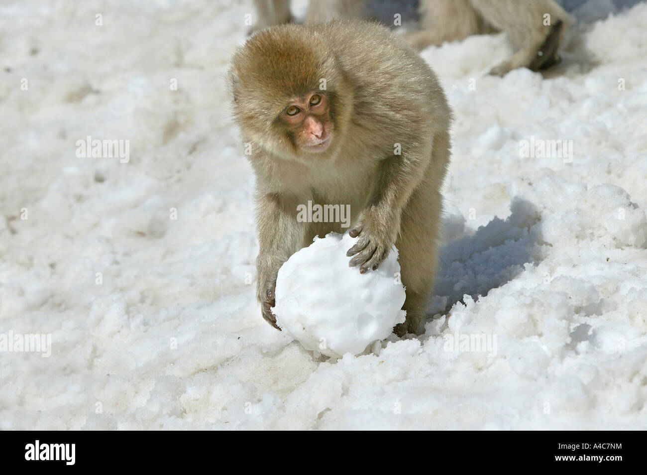 Macaque japonais, Snow Monkey (Macaca fuscata), les jeunes de faire une boule de neige. Banque D'Images