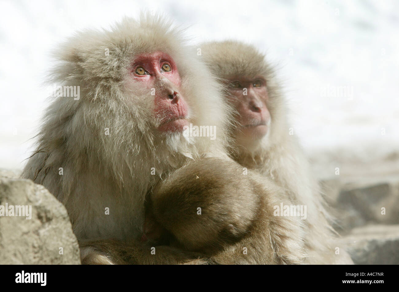 Macaque japonais, Snow Monkey (Macaca fuscata) , portrait. Le Japon Janvier Banque D'Images
