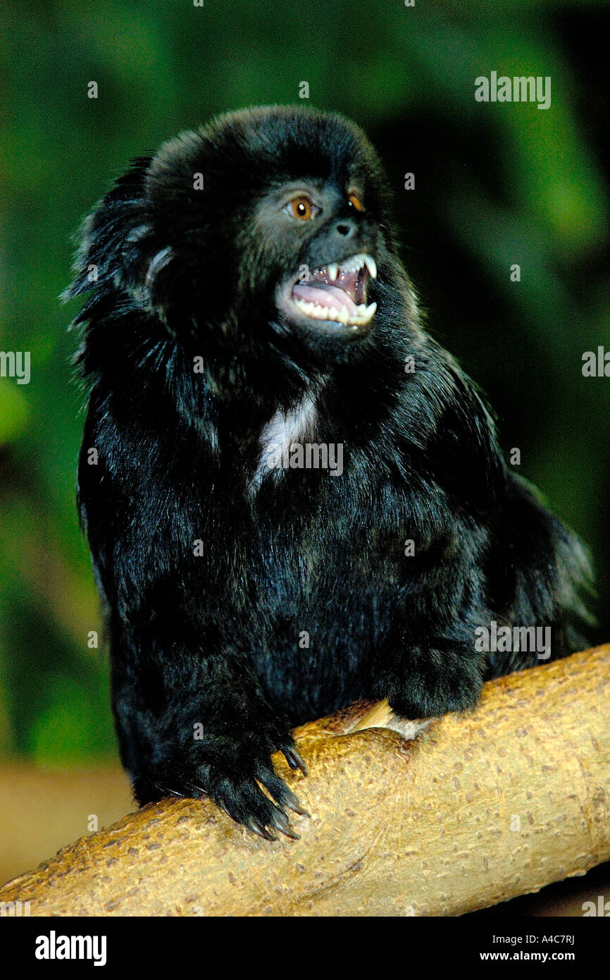 Goeldis Goeldis ouistiti, Monkey (Callimico goeldii) Banque D'Images