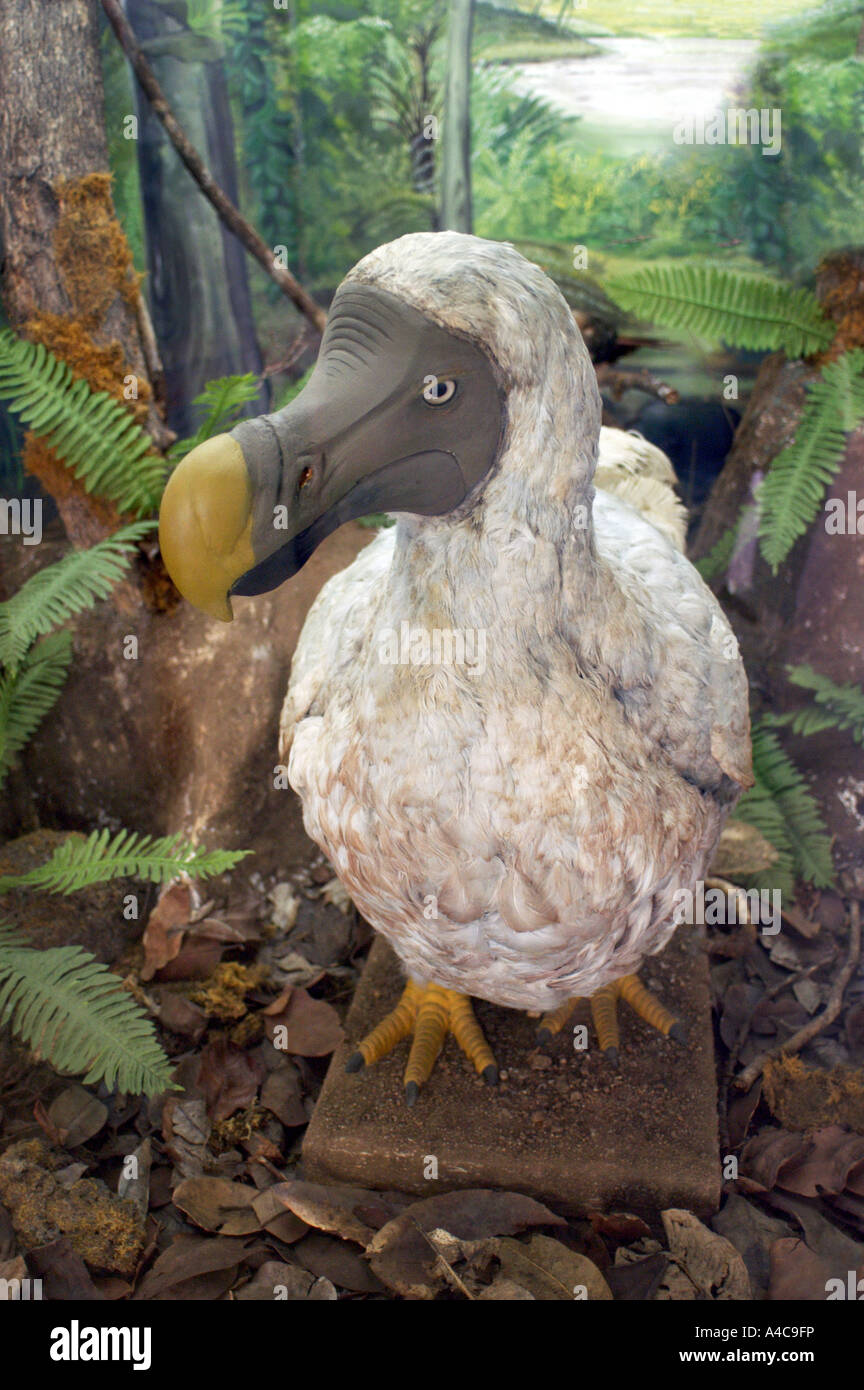 Dodo disparu de l'île Maurice d'oiseaux island Banque D'Images