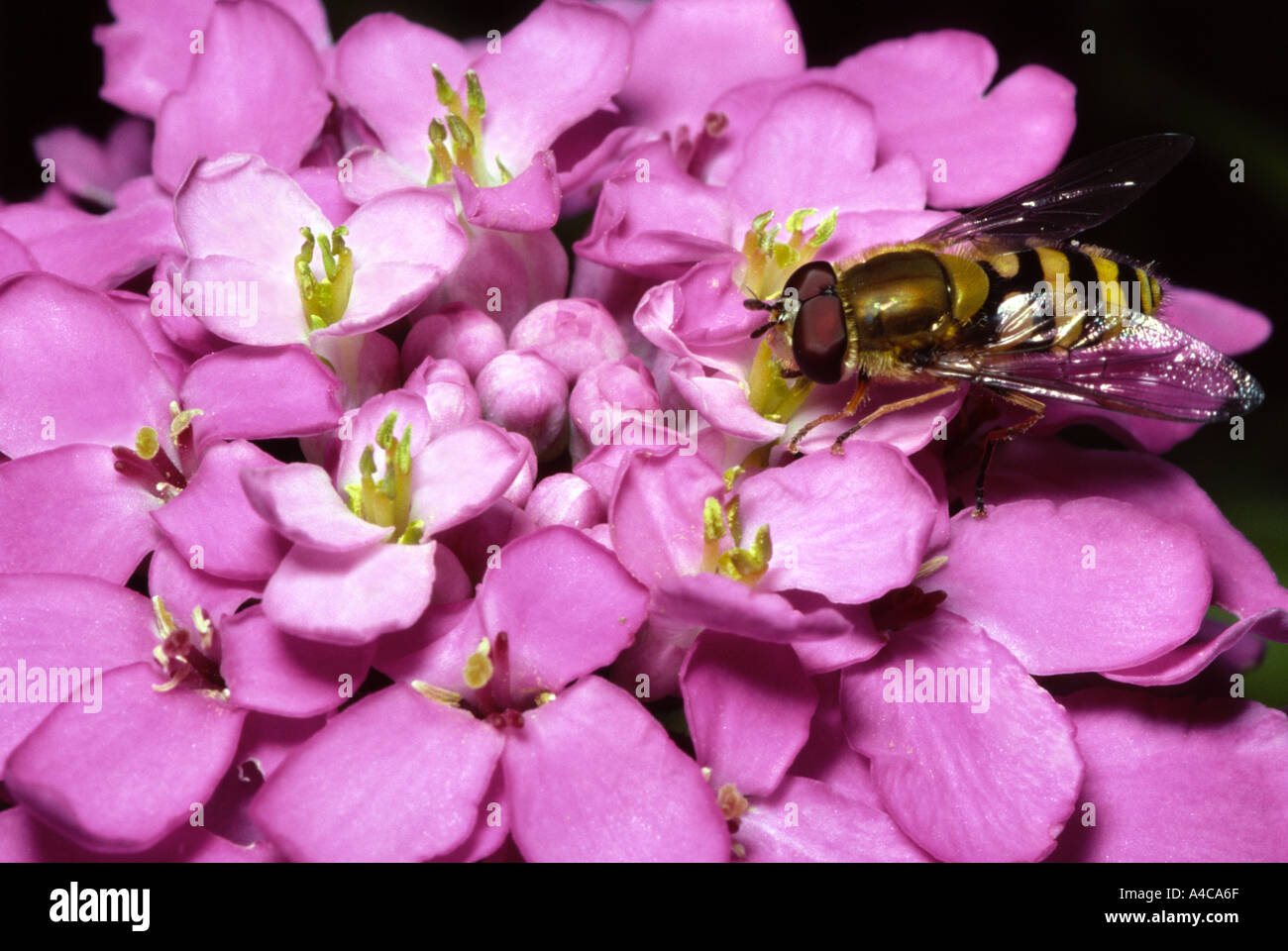 Hoverfly réglés sur une Candytuft flowerhead Banque D'Images