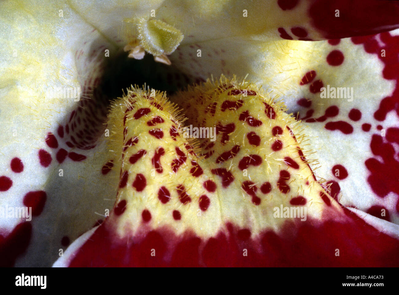 Le rouge et jaune 'close up' de l'intérieur d'une fleur Mimulus Banque D'Images