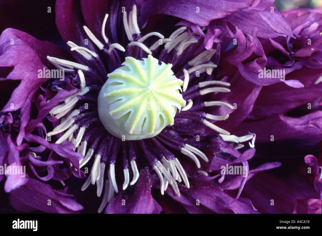 'Close up' de Papaver pavot violet flower Banque D'Images