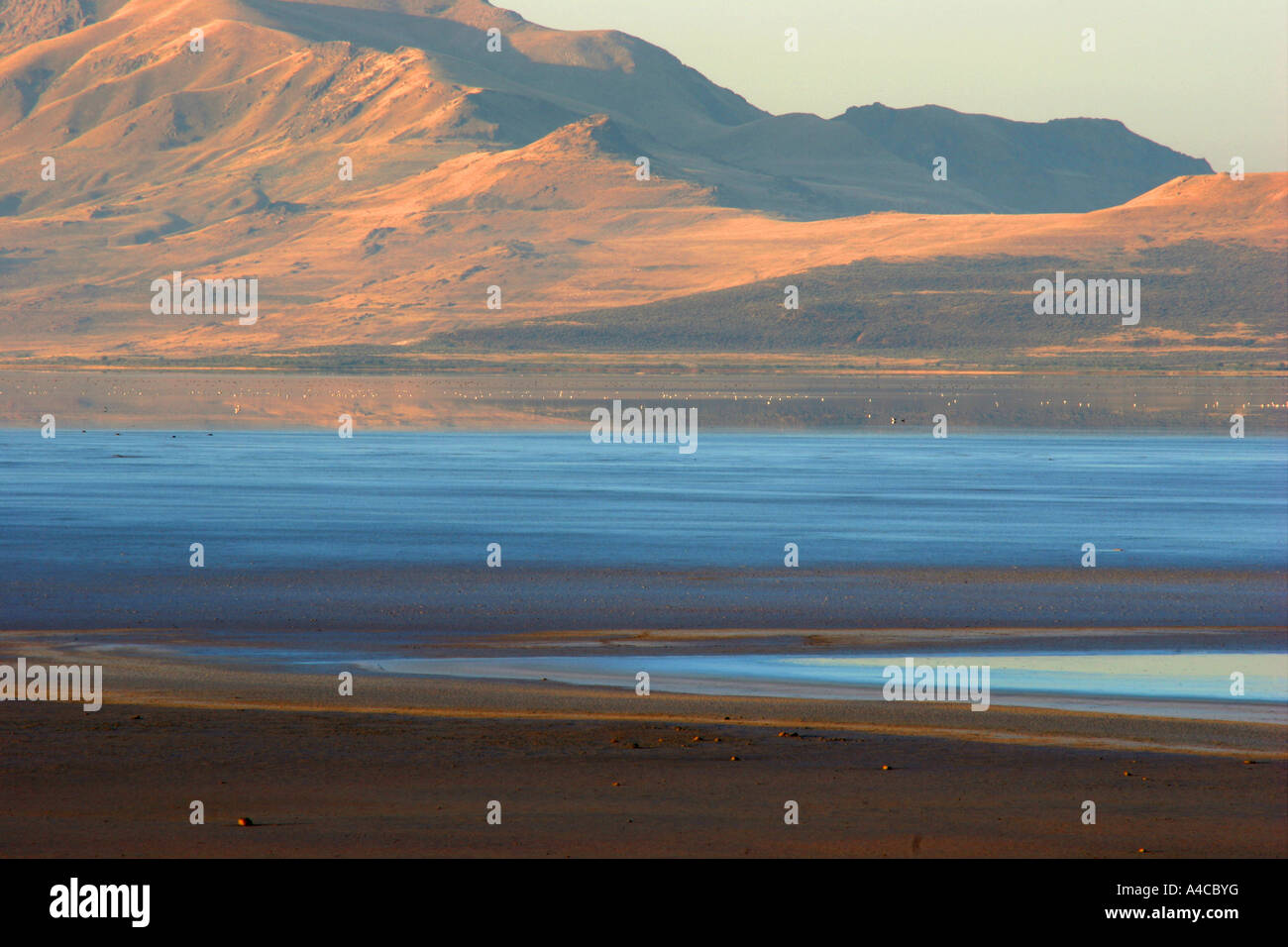 Grand lac salé en Utah, matin Banque D'Images