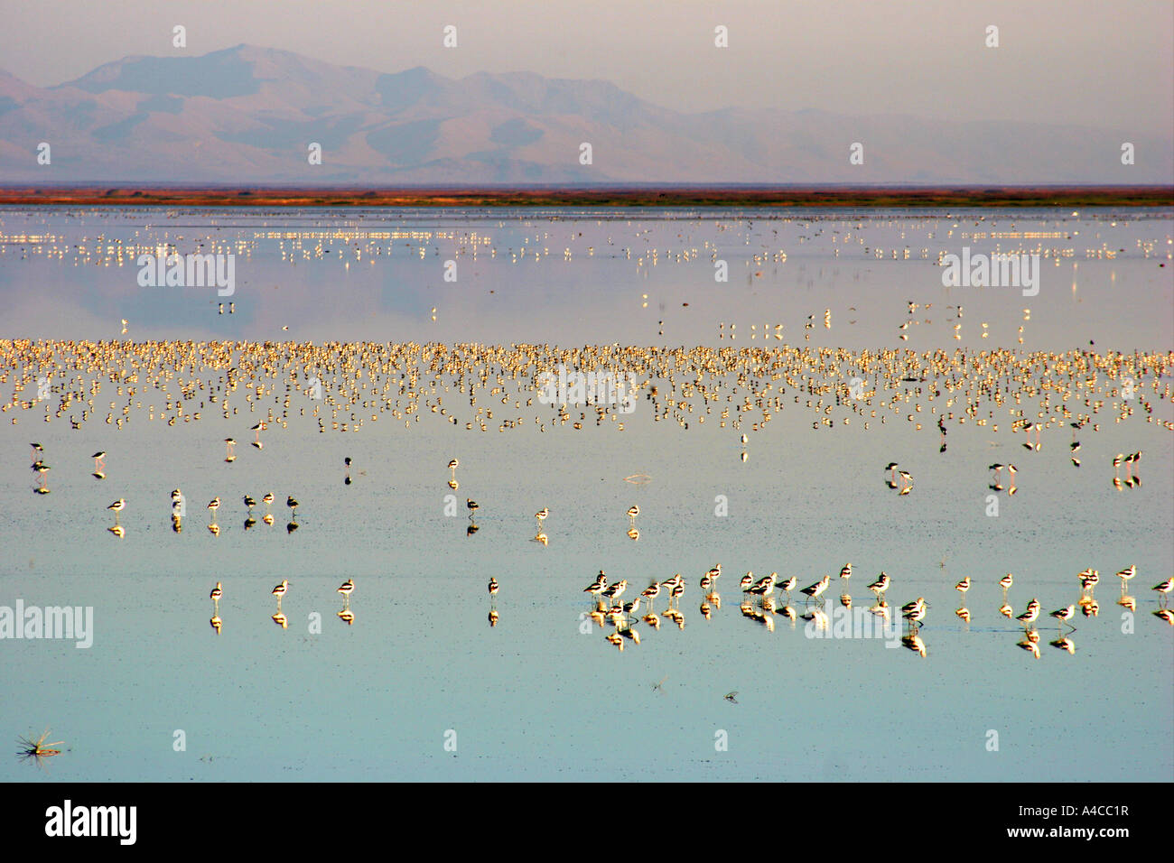 La sauvagine, grand lac salé, Utah Banque D'Images