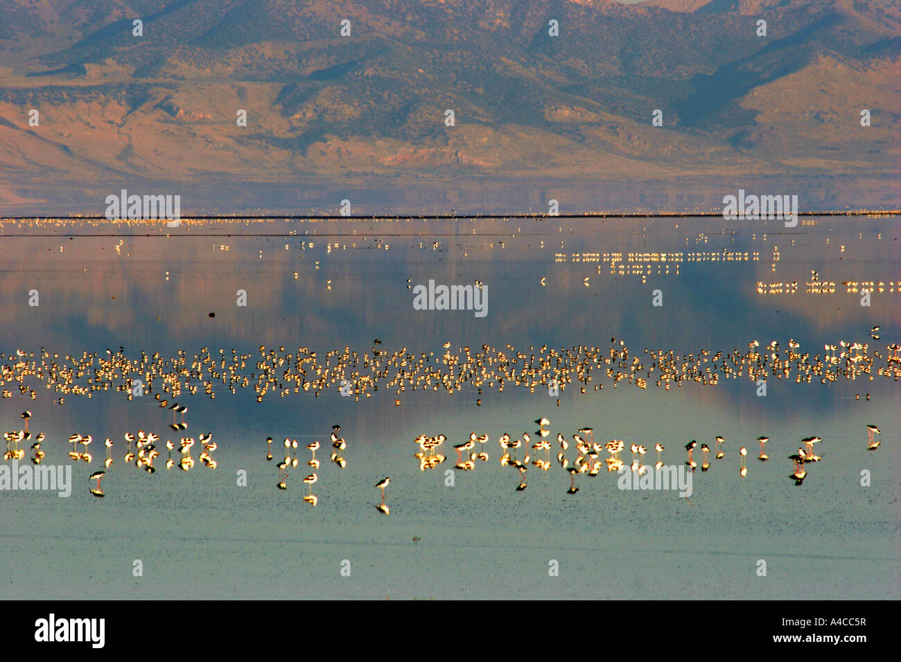La sauvagine, grand lac salé, Utah Banque D'Images