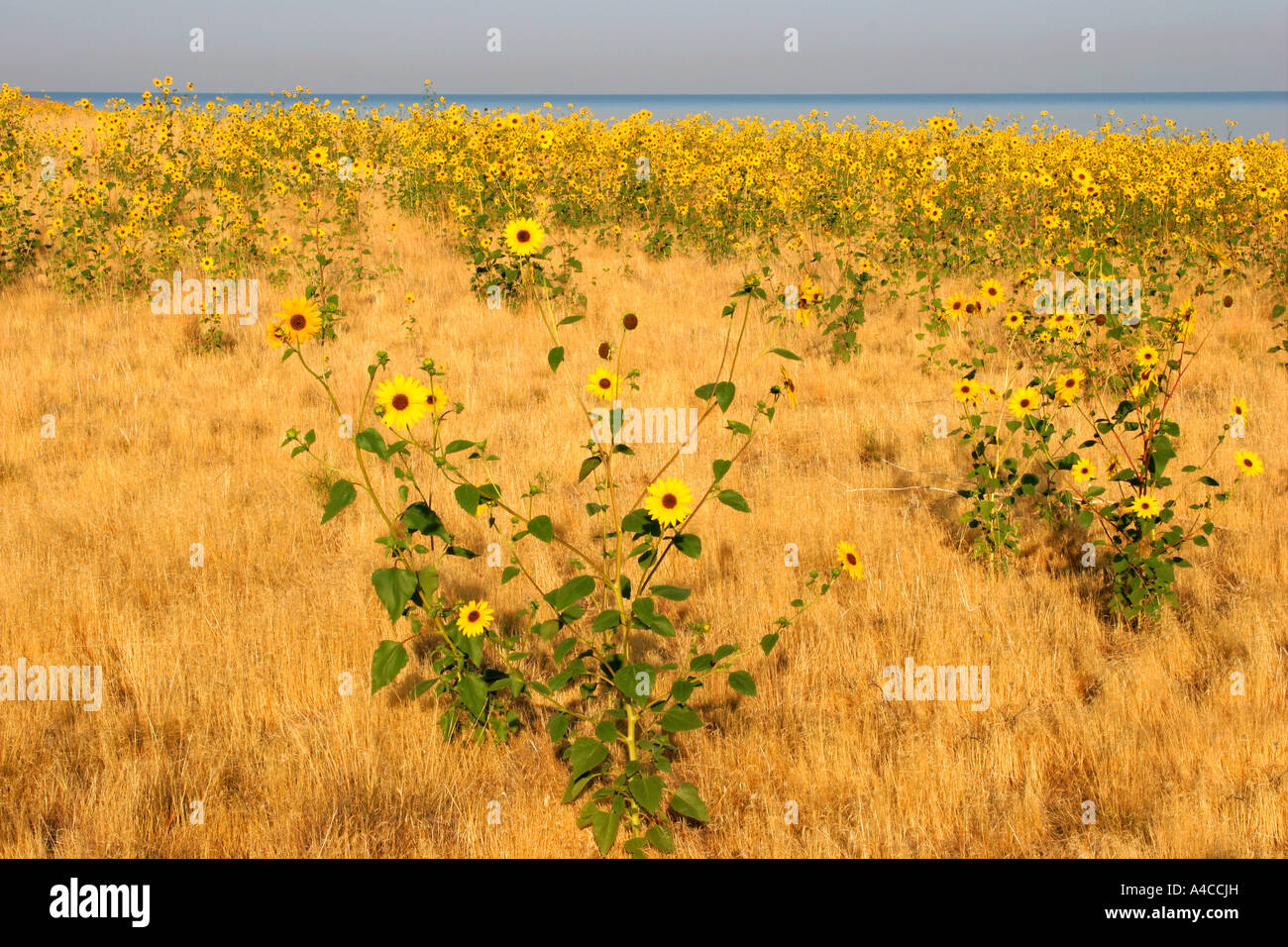 Le tournesol, l'Antelope Island State Park, Utah Banque D'Images