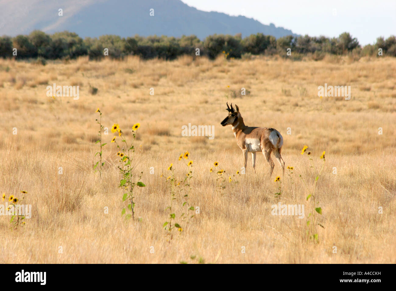 L'antilope Pronghorn, Island State Park, Utah Banque D'Images