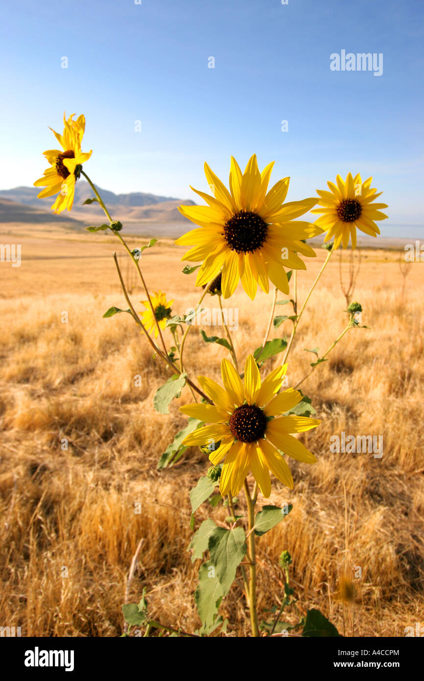 Le tournesol, l'Antelope Island State Park, Utah Banque D'Images