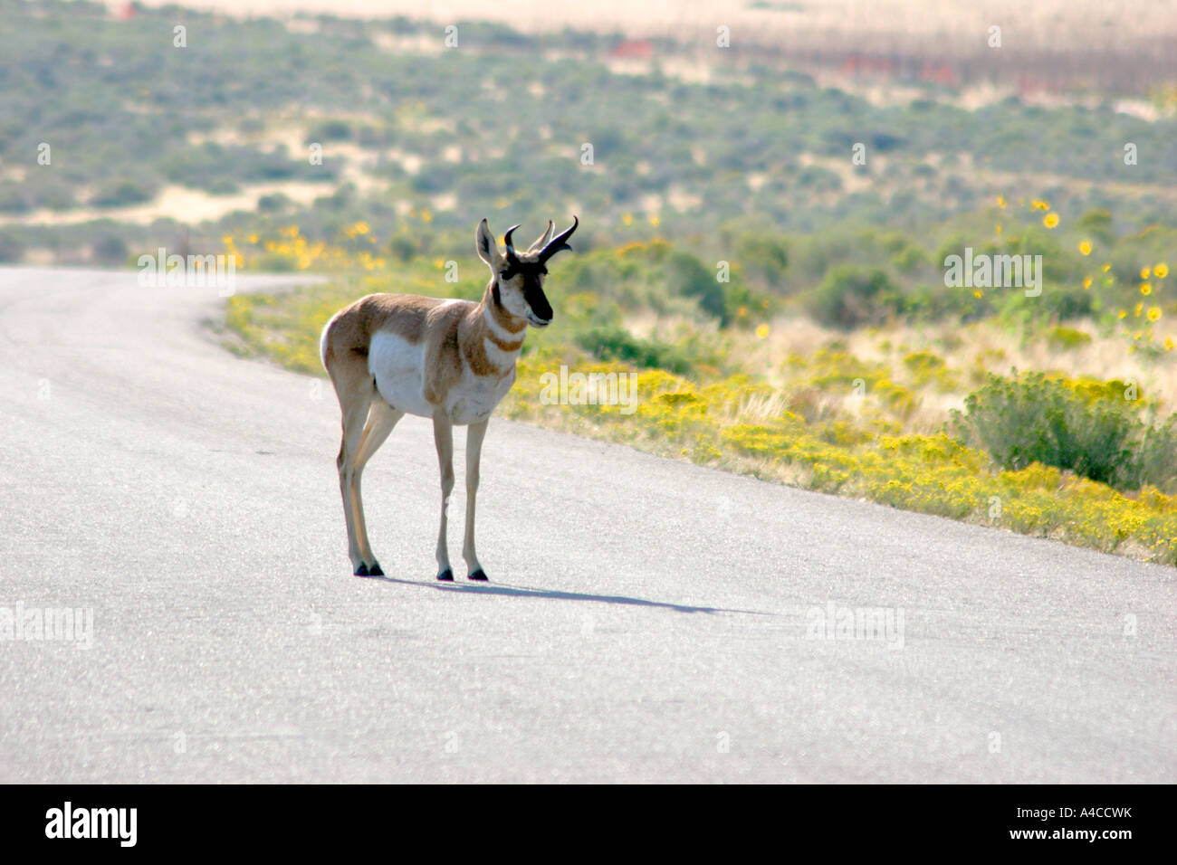 L'antilope Pronghorn, Island State Park, Utah Banque D'Images