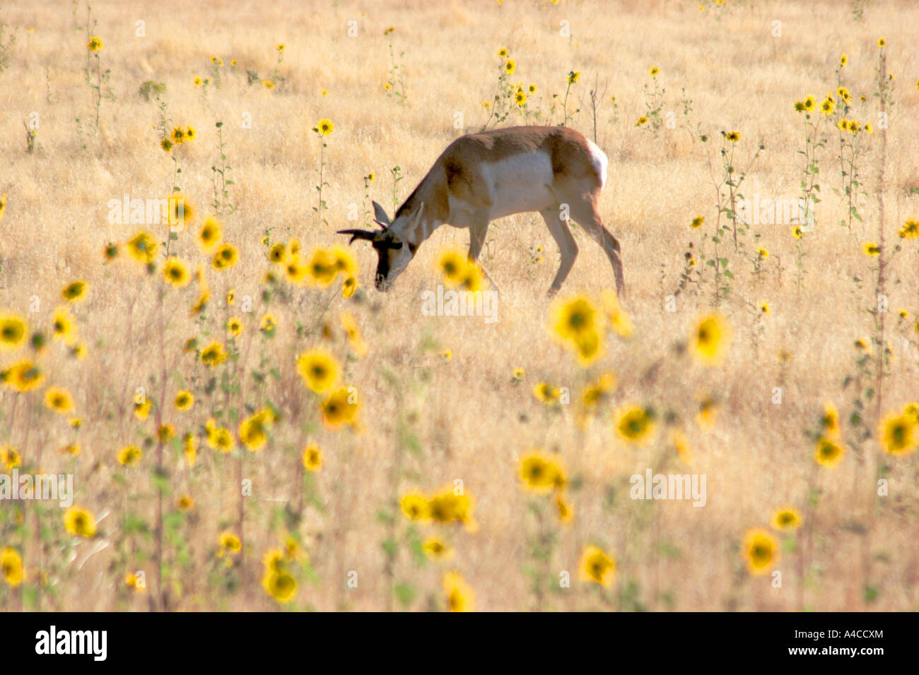 L'antilope Pronghorn, Island State Park, Utah Banque D'Images