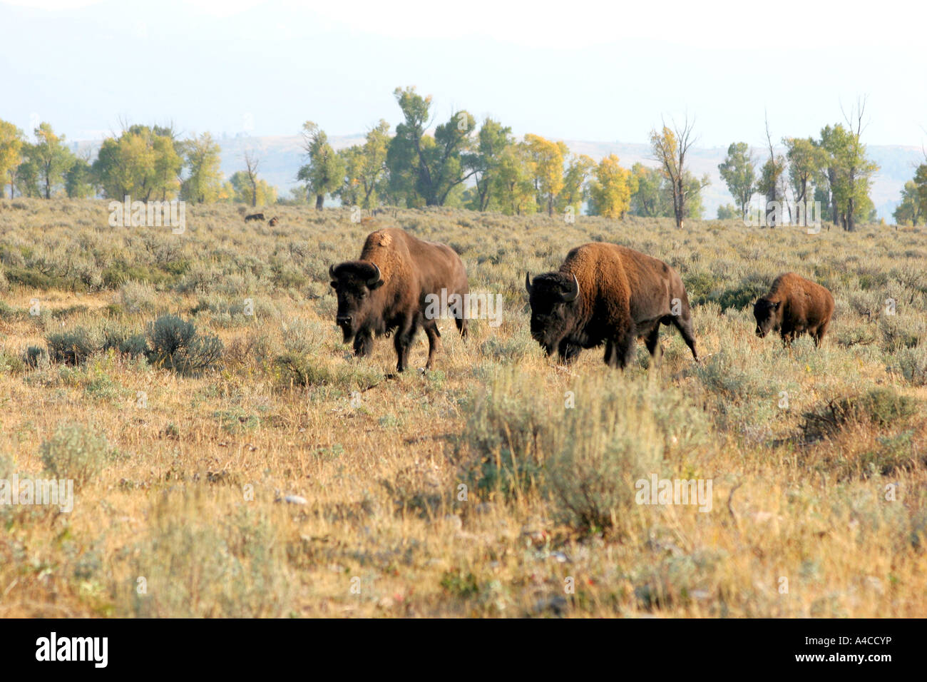Troupeau de bisons antilopes passage appartements, Grand Teton National Park Banque D'Images