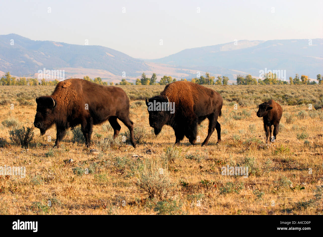 Troupeau de bisons antilopes passage appartements, Grand Teton National Park Banque D'Images