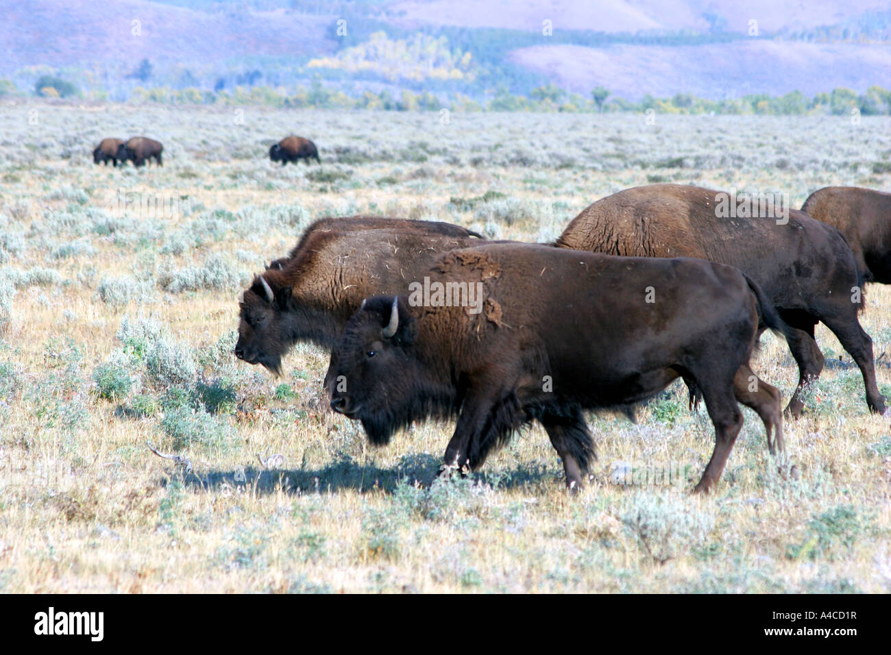 Troupeau de bisons antilopes passage appartements, Grand Teton National Park Banque D'Images