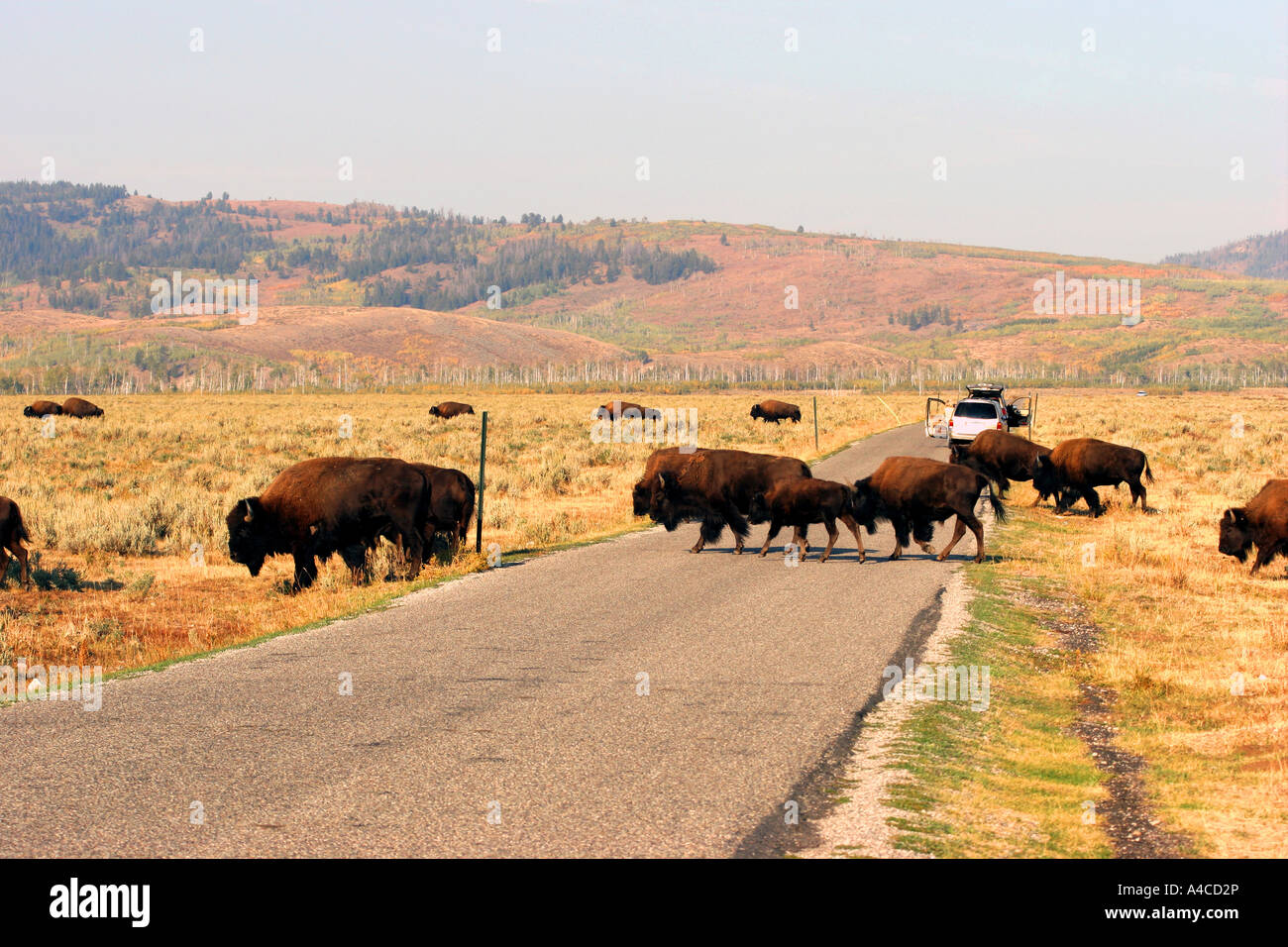 Troupeau de bisons antilopes croisement route plate, Grand Teton National Park Banque D'Images
